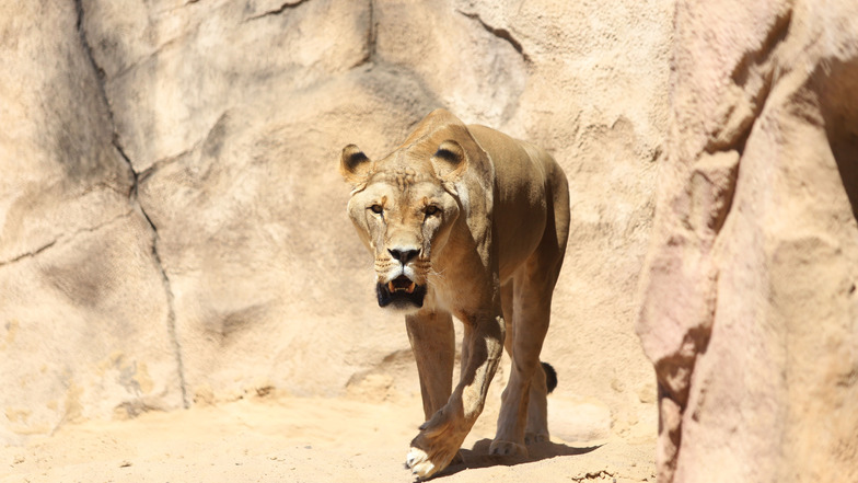 So feiern die Löwen im Zoo runden Geburtstag