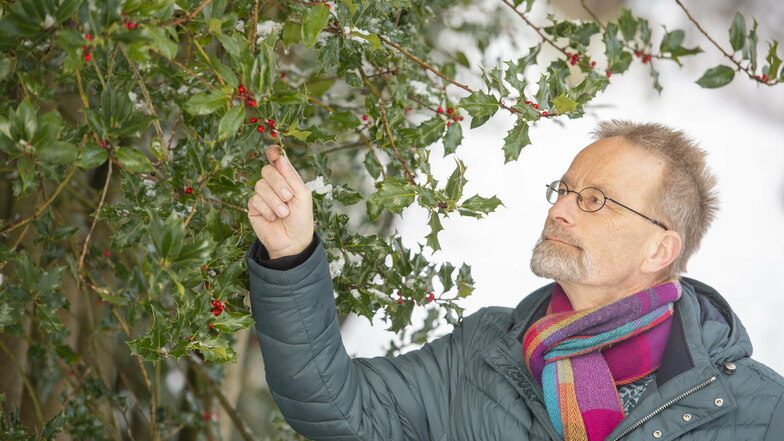 "Extrem attraktiv." Forstprofessor Andreas Roloff (65) mit seinen Europäischen Stechpalmen im Tharandter Forstgarten. Die Art wurde als Baum des Jahres 2021 ausgerufen.