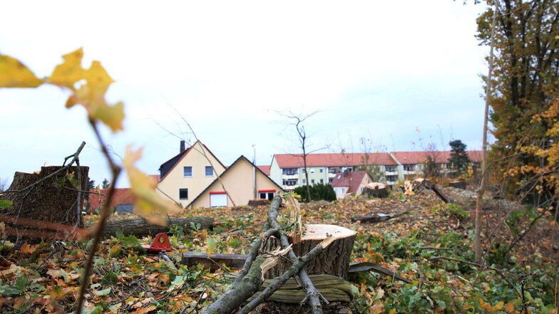 Wo an der Elsteraue in Kamenz gerade noch stattliche Eichen standen, ist nun ein Kahlschlag. Darüber sind Anwohner empört. Ein Teil der Fällungen war offenbar für ein Bauprojekt erlaubt, aber es fielen weitere Bäume.
