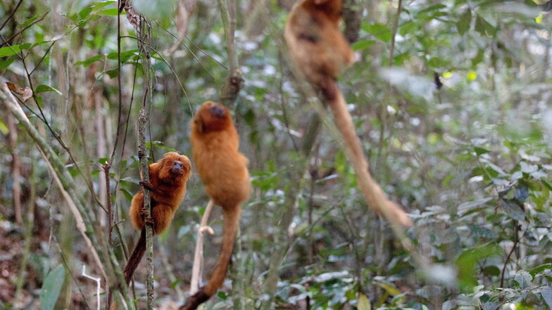 Angesichts des Anstiegs von Affenpocken-Fällen in Brasilien gibt es immer mehr Angriffe auf Affen in dem südamerikanischen Land.