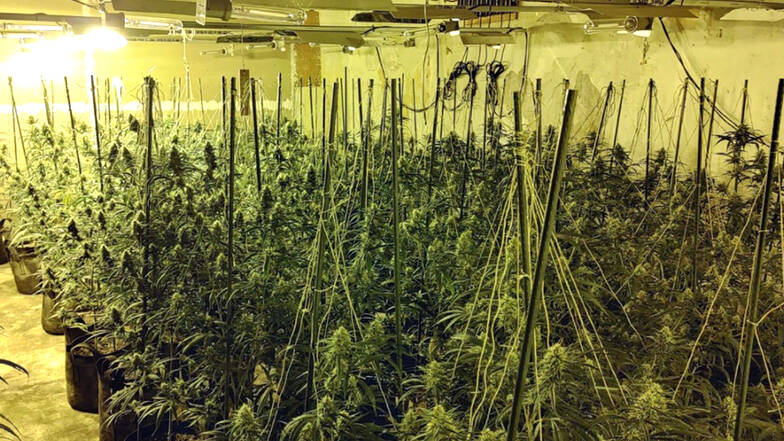 In einem Hotel in Mettmann wachsen hunderte Cannabispflanzen in einem ehemaligen Hotel.