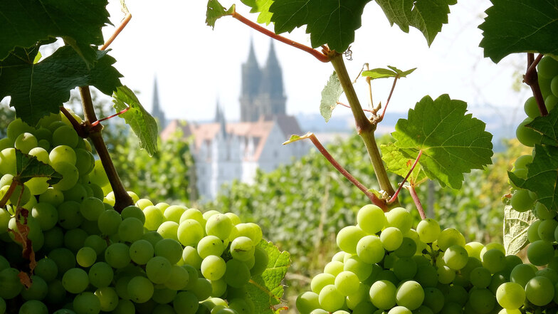 Sachsen Weinbauszene ist weiter in Bewegung. Die bisherigen Besitzer des zweitgrößten Privatweingutes möchten ihre Anteile verkaufen.