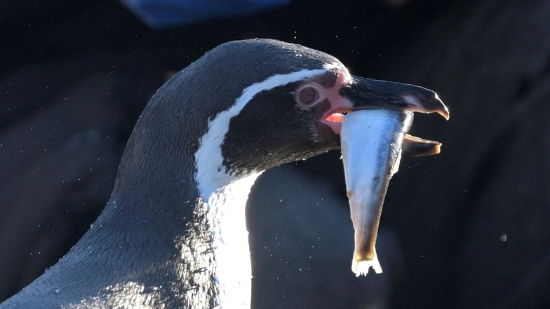 Nach der Zoo-Inventur am Mittwoch steht fest: Es waren 21 Pinguine, und es sind 21 Pinguine, die im Dresdner Zoo leben.