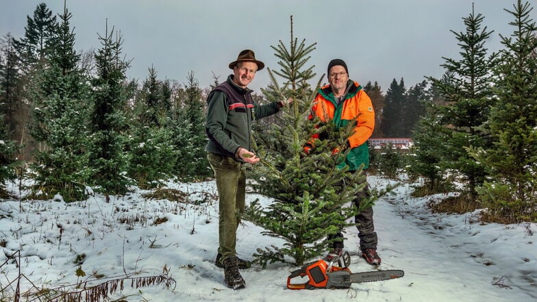 Forstdirektor Heiko Müller (l.) und Forstwirt Jens Klaecks auf der Weihnachtsbaumplantage in der Dresdner Heide.