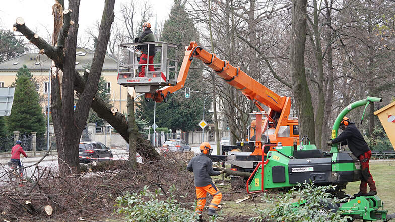 Mitarbeiter der BBB Umwelt beräumen am Freitag auf der Wallstraße in Bautzen umgestürzte Bäume. Foto: SZ/Uwe Soeder