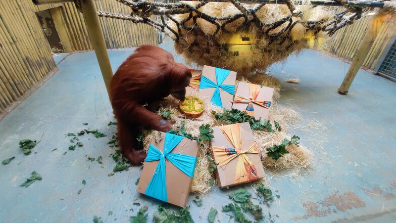Happy Birthday, Daisy: Das Orang-Utan-Weibchen aus dem Zoo Dresden wurde am 20. März 2021 30 Jahre alt.