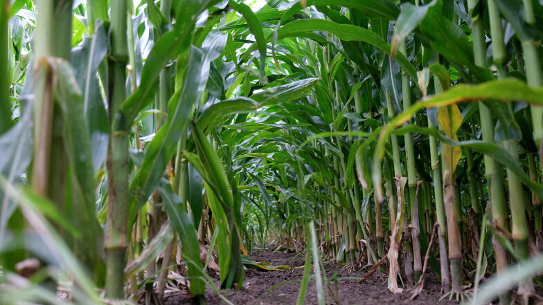 Schöne Aussichten: Der Mais steht auf den Feldern der Lommatzscher Pflege anders als in den Vorjahren meterhoch. Auch den Rüben tut der Regen gut.
