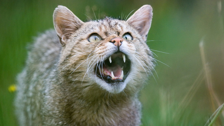 Wildkatzen sind in Sachsens Wäldern wieder heimisch und besiedeln ihre alten Lebensräume.