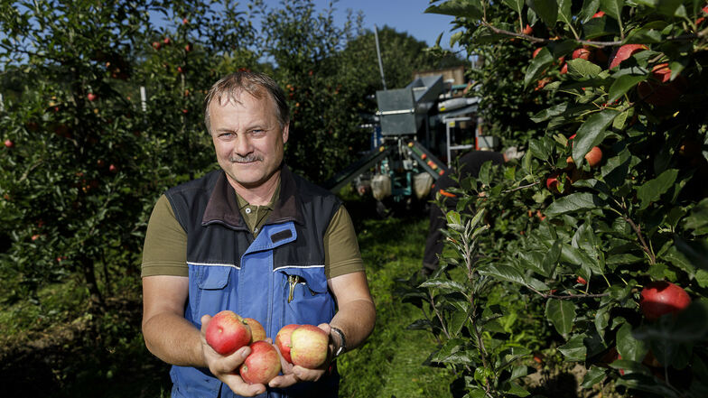 Mike Schwarzbach, Leiter Obstbau im Görlitzer Stadtgut, zeigt fünf Gala-Äpfel. Die Ernte läuft seit 2. September.