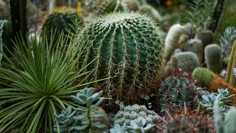 Der kugelförmige Kaktus in der Mitte wird Schwiegermutterstuhl genannt.