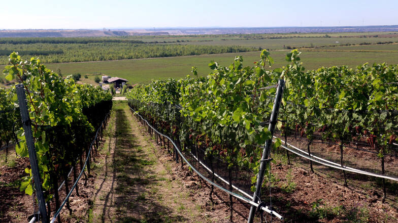 Im Bild zu sehen ist ein Teil des Weinanbaugebietes  "Am Wolkenberg" bei Welzow.