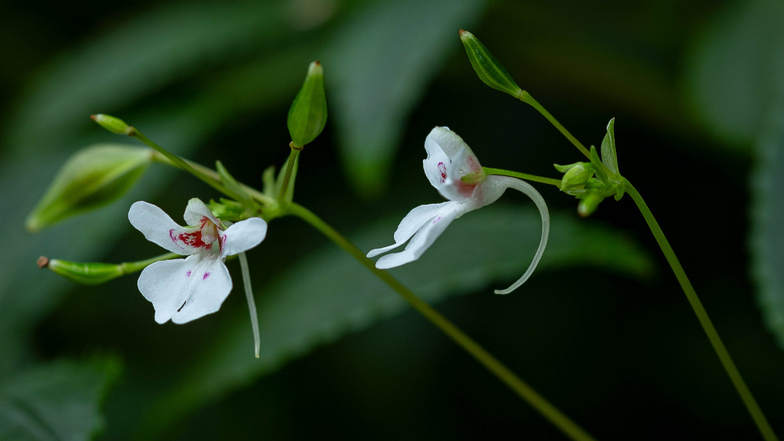 Die zarten weißen Blüten gehören zu einem bislang unbekannten Springkraut, das Barbara Ditsch in Angola entdeckte.