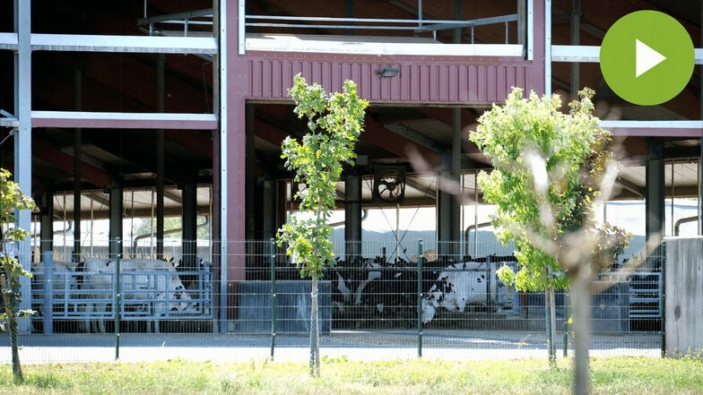 Durch die geöffneten Seitenwände kann die Luft in den Ställen zirkulieren. Äußerlich beste Bedingungen für die Tiere im Milchcenter Prausitz. Doch es gibt schwere Vorwürfe gegen Mitarbeiter, die die Tiere schlagen und treten sollen.