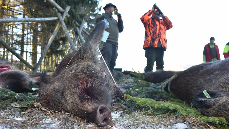 Auch wenn in den vergangenen Monaten vermehrt Wildscheine gejagt wurden, den ersten Schweinepest-Fall im Landkreis Görlitz konnte es nicht verhindern.