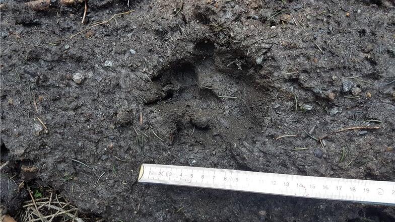 Diese verschmierte Spur hat der Wolf hinterlassen, den der Revierförster am 10.April nahe der Ottomühle im Bielatal gesehen hat.