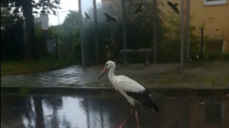 Ein Storch steht im Regen an einer Bushaltestelle in Regenstauf (Crop aus einem Video).