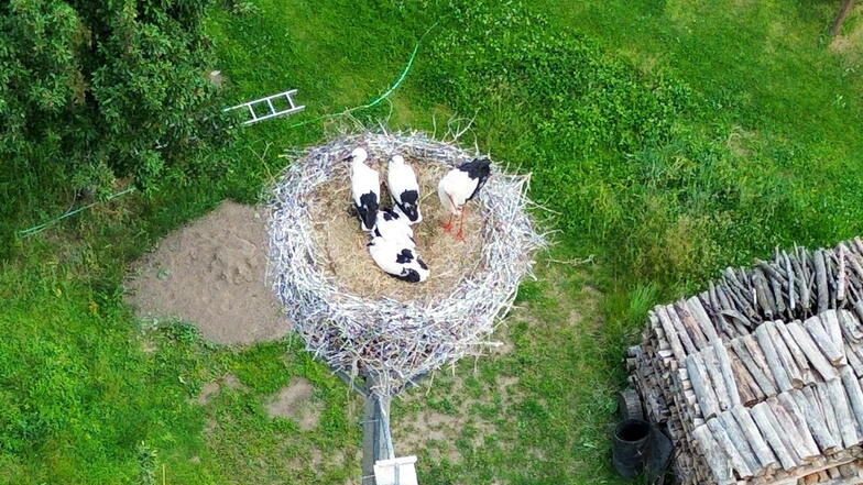 Mit der Drohne beobachtet: Auf dem Kunsthorst von Matthias Marth in Görzig warten vier kleine Störche auf ihre Beringung am 23. Juni.