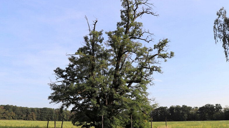 Deutschlands vermutlich älteste und vom Fürsten Pückler um 1850 gepflanzte Robinie im Branitzer Außenpark wurde jetzt als dickster und stärkster Baum des Jahres 2020 bei der 21. Spitzenbaumaktion der Schutzgemeinschaft Deutscher Wald geehrt.