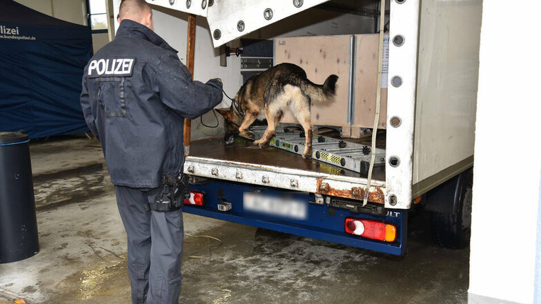 Hund Max von der Polizeidirektion Leipzig ist speziell zur Suche nach Betäubungsmitteln ausgebildet.