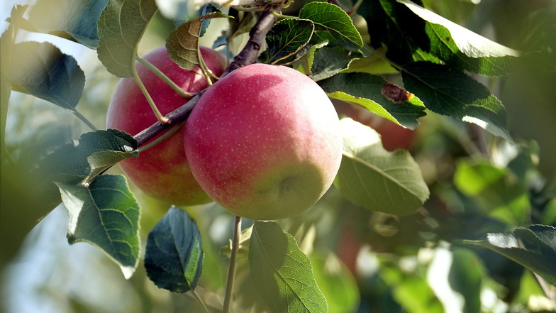 Seit Anfang September werden in Sachsen Äpfel geerntet.