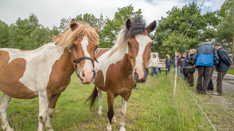 Im Biehainer Gnadenhof kamen die beschlagnahmten Pferde wieder zu Kräften, um sie am Montag zu versteigern. Alle 13 Kleinpferde fanden neue Besitzer.