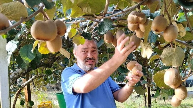 Maurizio Zavaglia bei der Kiwi-Ernte auf der Zitrusplantage im italienischen Kalabrien.