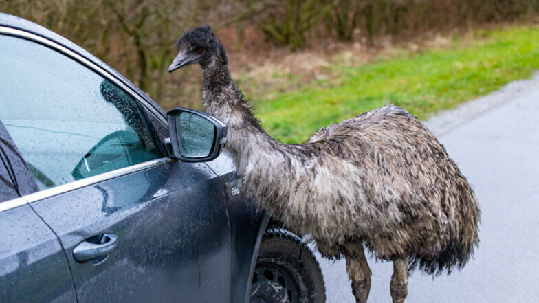 Anfang März dieses Jahres sorgte ein entlaufener Emu in der Ohorner Gegend für Aufregung. Unweit des Forsthauses Luchsenburg konnte er schließlich eingefangen werden.