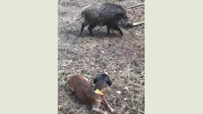 Immer die Ruhe bewahren. Hunde, die zur Kadaversuche von an der Afrikanischen Schweinepest verendeten Wildschweinen ausgebildet werden, dürfen sich von gesunden Tieren nicht ablenken lassen.