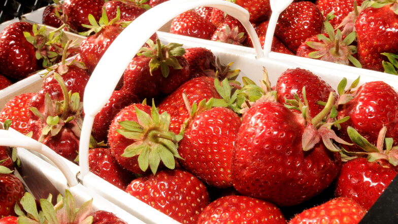 Es ist wieder soweit: Seit zwei Wochen können auf dem Feld der Kmehlener Agrarpodukte GmbH wieder Erdbeeren gepflückt werden.
