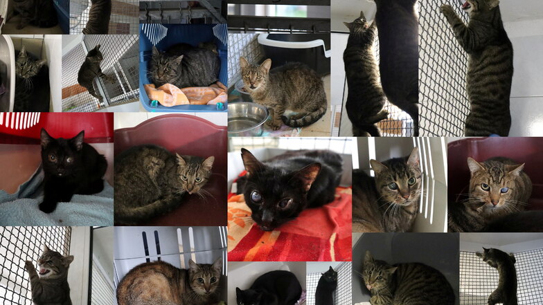 Ostrauer Tierheim nimmt 18 Katzen aus einem Haushalt auf