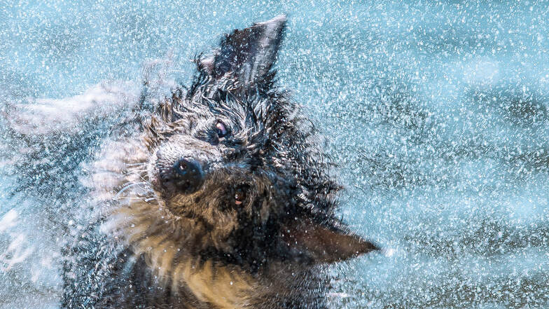 Geibeltbad wird erstmals zum Hunde-Pool