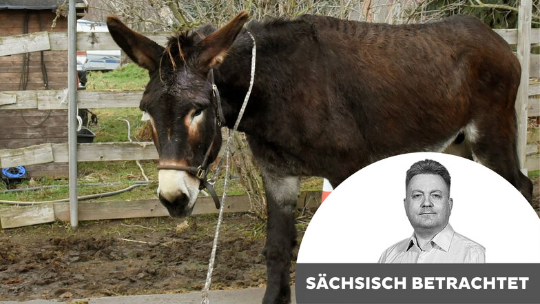 Der vermutlich weltgrößte Esel lebt in Sachsen und heißt Fred, nicht Jan.  Aber auch sonst  hat Sachsen eine Menge zu bieten, niemand sollte deshalb unser Bundesland unterschätzen, Herr Böhmermann!
