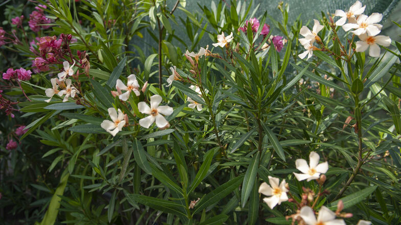 Spanien, Italien oder doch vielleicht Griechenland? Weit gefehlt, denn längst sind Oleander in verschiedenen Blütenfarben auch in hiesigen Gärten, Balkonen und Terrassen angekommen.