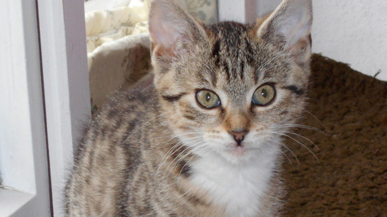 Keks ist eine der beiden Katzen, die von Roßweiner Tierschützern gerettet worden ist.