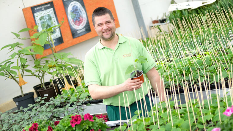 Alexander Bernhardt, Chef der gleichnamigen Meißener Gärtnerei, freut sich über den guten Start in die Gartensaison mit Blumen- und Gemüsepflanzen. Sorgen macht er sich über die künftige Zusammenarbeit mit Hotels und Gaststätten.