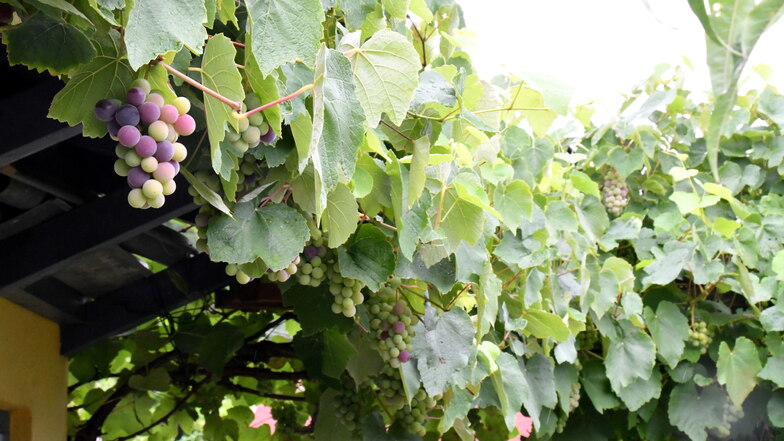 Die Weintrauben im Garten von Gudrun und Hans Becker werden so langsam reif. Eigentlich sollte dieser Wein einst an der benachbarten Weinbergskirche ranken, wächst aber nun seit 1990 in der Kleingartenanlage "Wilder Mann I".