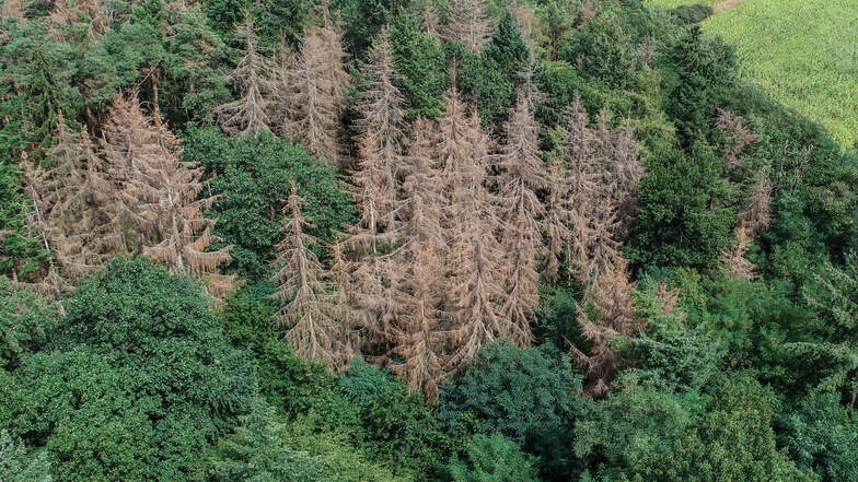 Wegen des Zustandes der sächsischen Wälder ist der Umweltminister sehr besorgt.