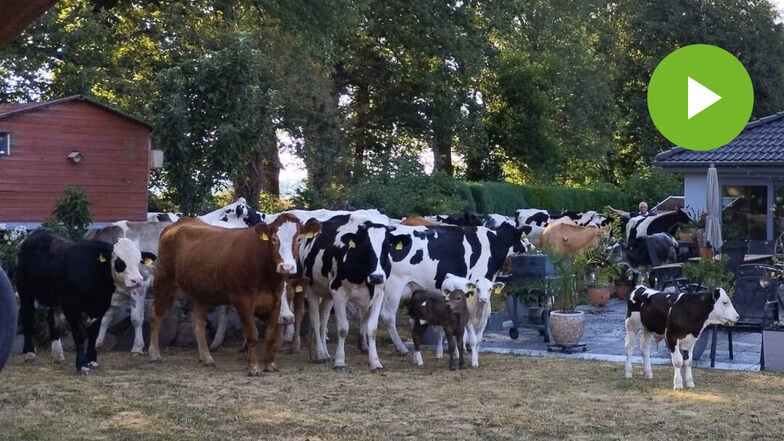 Kühe stiften Chaos in Kamenzer Gärten