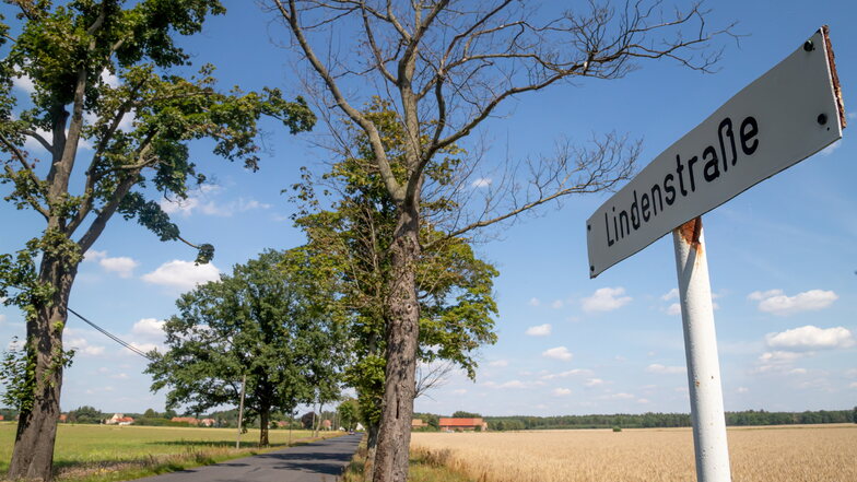 Die Bäume in der Lindenstraße zwischen Kreba und Tschernske haben durch die trockenen Jahre Schaden genommen. Nun sollen neue gepflanzt werden.