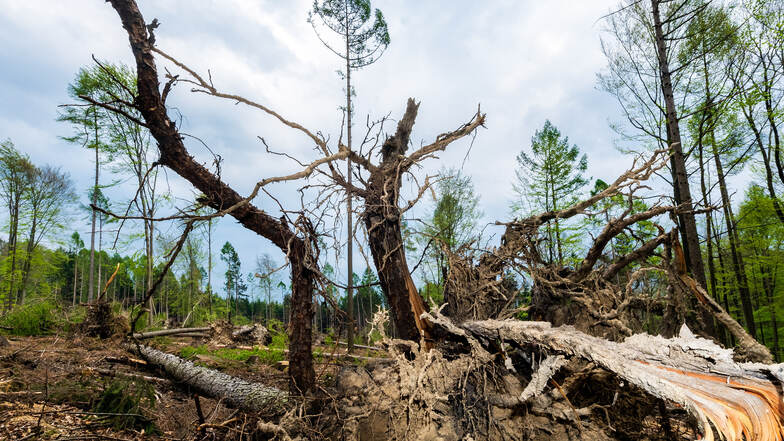 Kahle Stellen, umgestürzte Bäume: Rund um den Czorneboh sind die Schäden besonders sichtbar. Auf den Waldflächen, die zur Stadt Bautzen gehören, haben Stürme und Schädlinge ein Bild der Verwüstung hinterlassen.