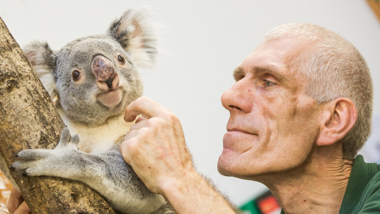 Koala-Männchen Mullaya und Revierleiter Olaf Lohnitz sind ein vertrautes Team im Zoo Dresden.