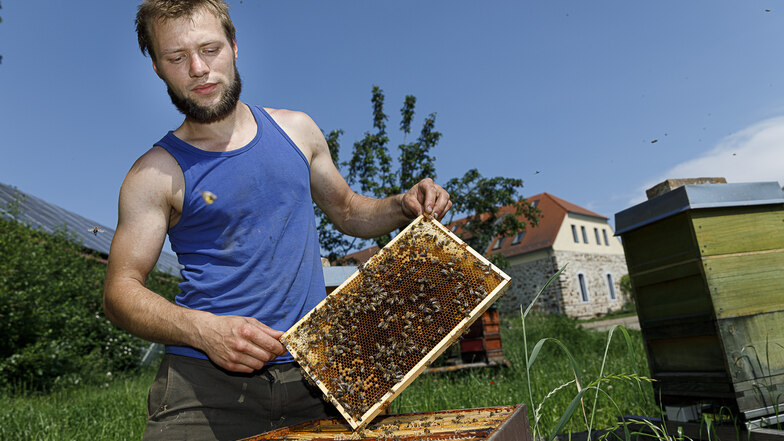Anton Schönfelder hat auf dem Lindenhof in Pfaffendorf insgesamt neun Bienenvölker. Den Honig gibt´s im Hofladen.