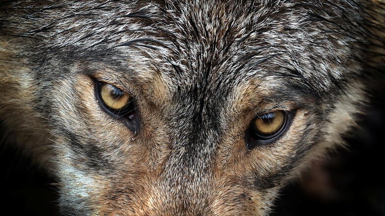 In Medingen hat mutmaßlich ein Wolf ein trächtiges Mutterschaf gerissen.