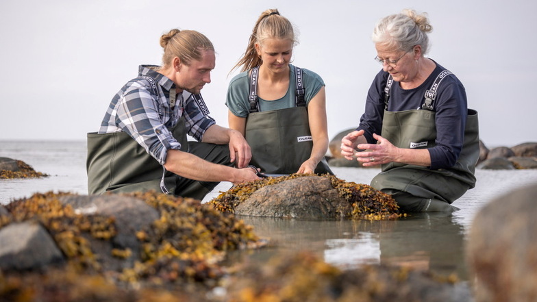 Reisetipp Dänemark: Wo Seegras eine Delikatesse ist