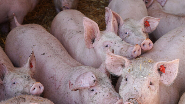 In den sächsischen Ställen stehen so wenige Schweine wie nie zuvor.