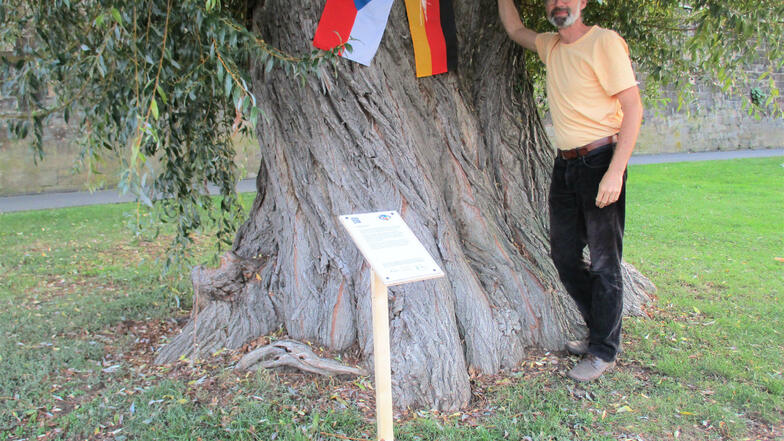 Bäume sind in vielen Kulturen verwurzelt. Helge Goldhahn zeigt es an ausgewählten Bäumen in Pirna.