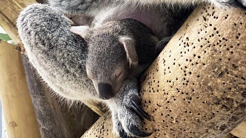 Leipziger Baby-Koala bald zu sehen