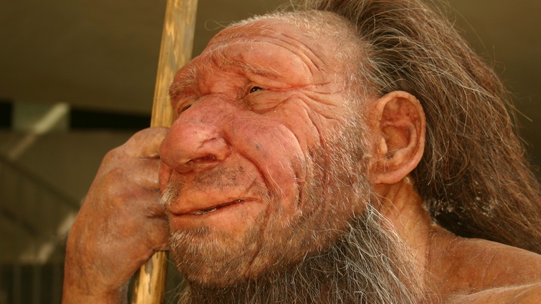 So oder ähnlich sah er aus, der Neandertaler. Eine  wissenschaftliche Rekonstruktion im Museum Mettmann.