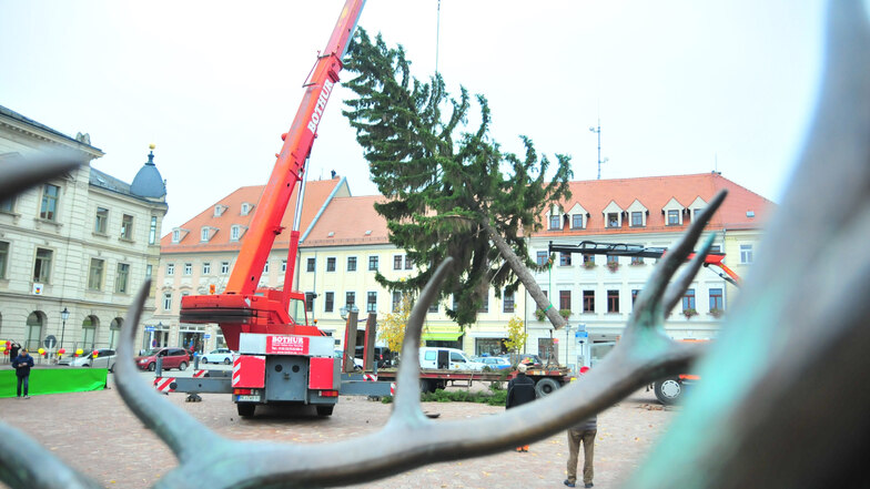 Stets ein Kraftakt": Das Aufstellen des Mittelbaumes auf dem Großenhainer Weihnachtsmarkt. Jetzt geht es auf die Suche nach dem 2020er Baum.