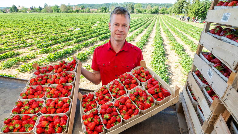 Nach dem Frost warten leckere Erdbeeren aus dem Elbland auf Liebhaber
